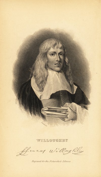 Francis Willughby or Willoughby, English ornithologist and ichthyologist, 1635-1672 by Unknown